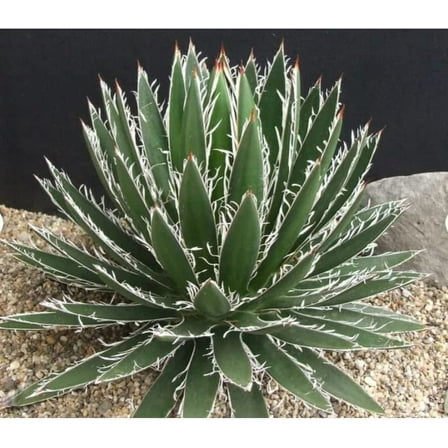 Thread Leaf Agave Seeds for Planting (10 Seeds) - Exotic Cactus - Agave filifera