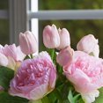 thumbnail image 2 of Enova Home Mixed Artificial Real Touch Tulip and Peony Flower Fake Floral Arrangement in Clear Glass Vase with Faux Water (Pink), 2 of 4