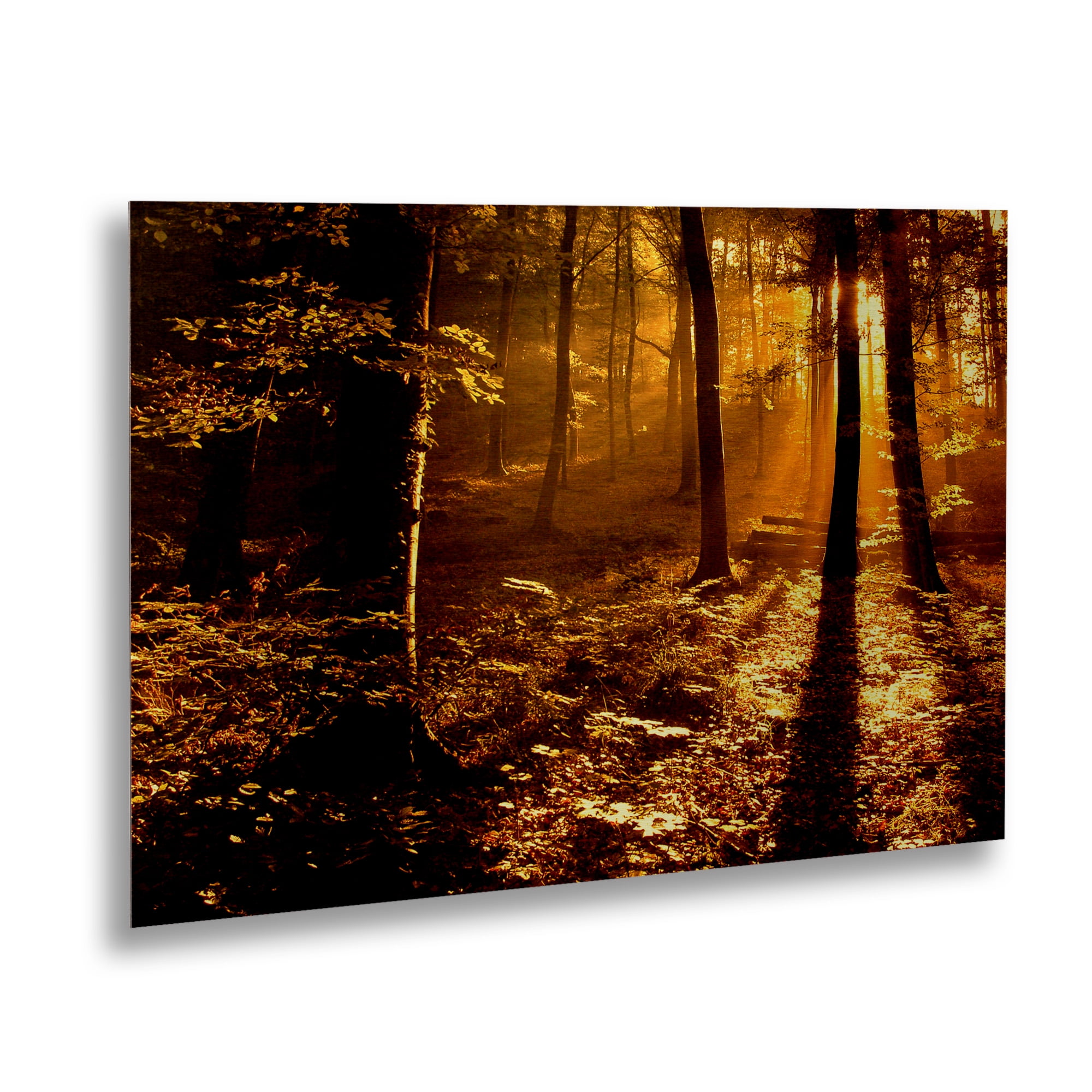 Trademark Fine Art 'Morning Light' Brushed Aluminum Wall Art Art by Philippe Sainte-Laudy