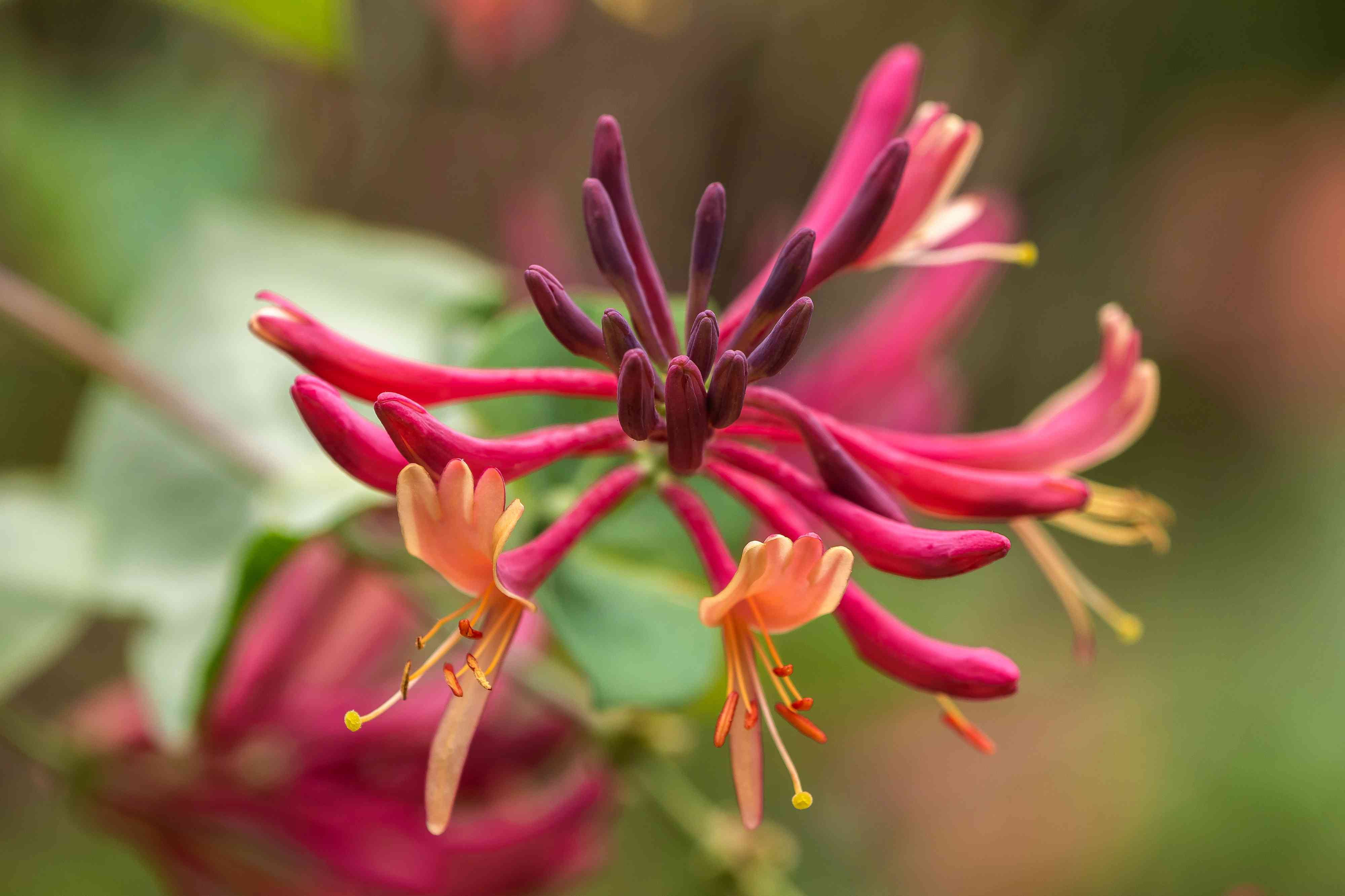 Expert Gardener 2.5QT Honeysuckle Goldflame Live Shrubs Full Sun Yellow