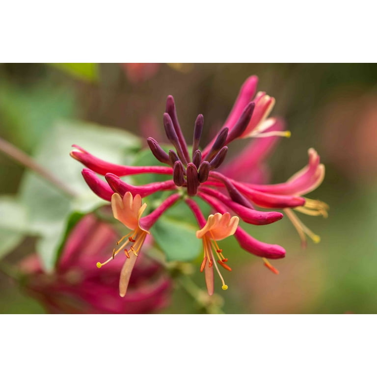 Gold Flame Honeysuckle Vine - Lonicera - Very Hardy Flowering Climber Plant In 2.5 Inch Pot