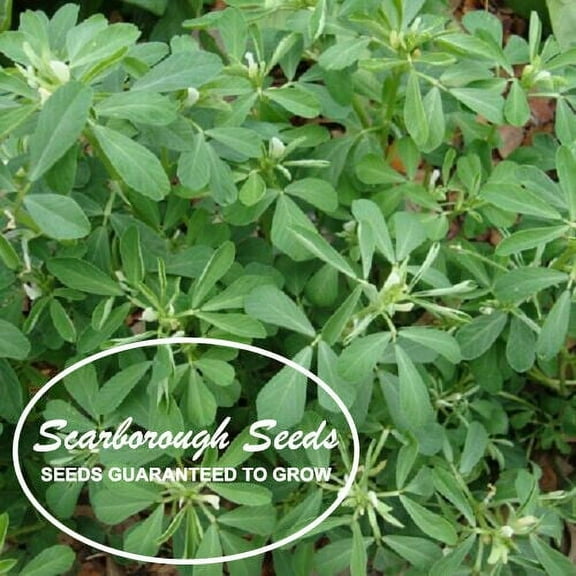 Scarborough Seeds 100 Seeds Fenugreek (Trigonella Foenum-graecum)-