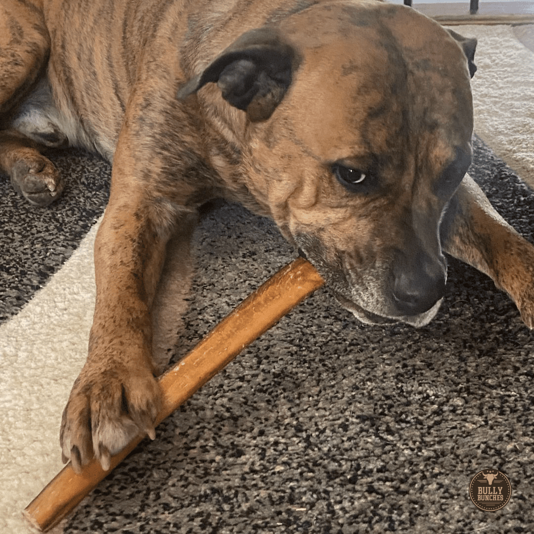 Bully Bunches Premium 12 Inch Thick Bully Stick - 10 Pack