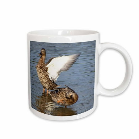 

3dRose Female Malard Ducks Bath time Ceramic Mug 11-ounce