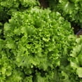 thumbnail image 4 of Scarborough Seeds Green Salad Bowl Lettuce 1000 Seeds Non GMO Fresh Garden Seeds, 4 of 5