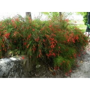Firecracker Red Russelia Equisetiformis Starter Plants, Lot of 2