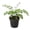 1 Plant, variant on Brittle Maidenhair Fern - 2 Live Starter Plants - Adiantum Tenerum - Compact Delicate Textured Ornamental Foliage Houseplant