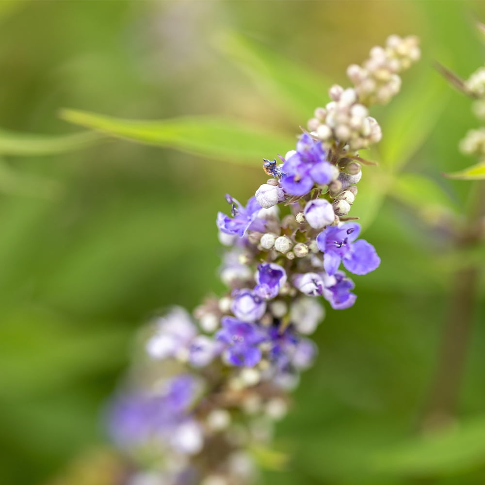 First Editions Vitex Violet Mist Live Shrub in 2-Gallon Grower Pot