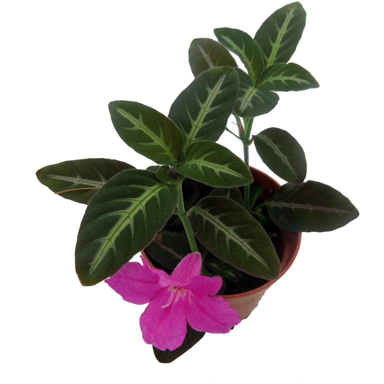 Trailing Velvet Plant Ruellia makoyana - 2.5" Pot