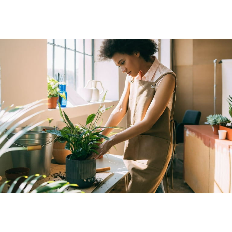 Peat Moss: Why This Soil Additive is Important to Growing Healthy  Houseplants 