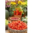 thumbnail image 5 of 25 SeedsTURKISH ORANGE EGGPLANT Scarlet Solanum Aethiopicum Fruit Vegetable Seeds, 5 of 10