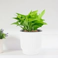thumbnail image 4 of SHISUYAN White Self Watering Flower Pots with Conductive Rope for Display Plastic Plant Container 2 Pieces, 4 of 8