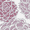 Purple, variant on Simply Daisy 18" x 30" Olivia Floral Print Hand Towels