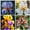 D, variant on Iris for Planting-(Non-Artificial)-Vivid Mixed Hues Flowers, Low Effort to Grow, Fast Germination, Continuous Annual Blooms, Lovely Garden Ornament