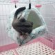 thumbnail image 3 of Cyan M Dormir Roedor Felpa Pequeña Casa Hamster Hamaca Juguete Cama Cabaña para Conejillo de Indias Conejo Chinchilla Hurón, 3 of 5