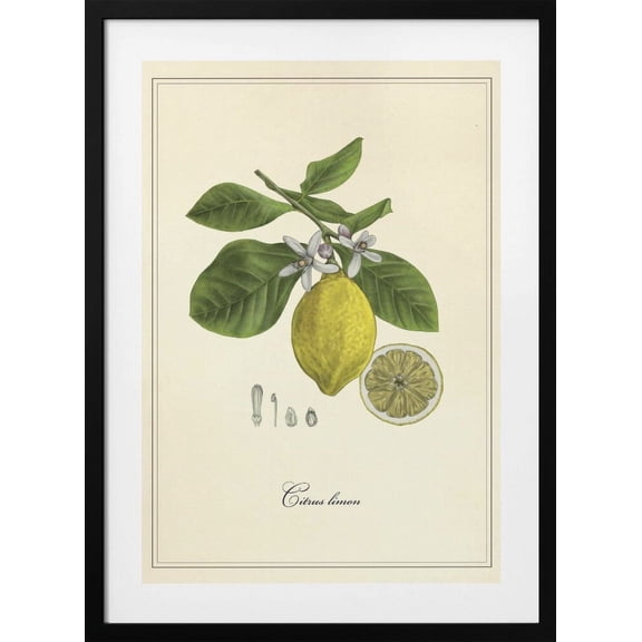 Lemon Framed Art Modern Wall Decor