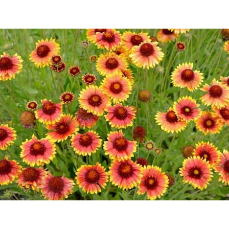 20 Gaillardia Seeds Blanket Flower Indian Blanket Wildflower Pollinator Friendly Attracting