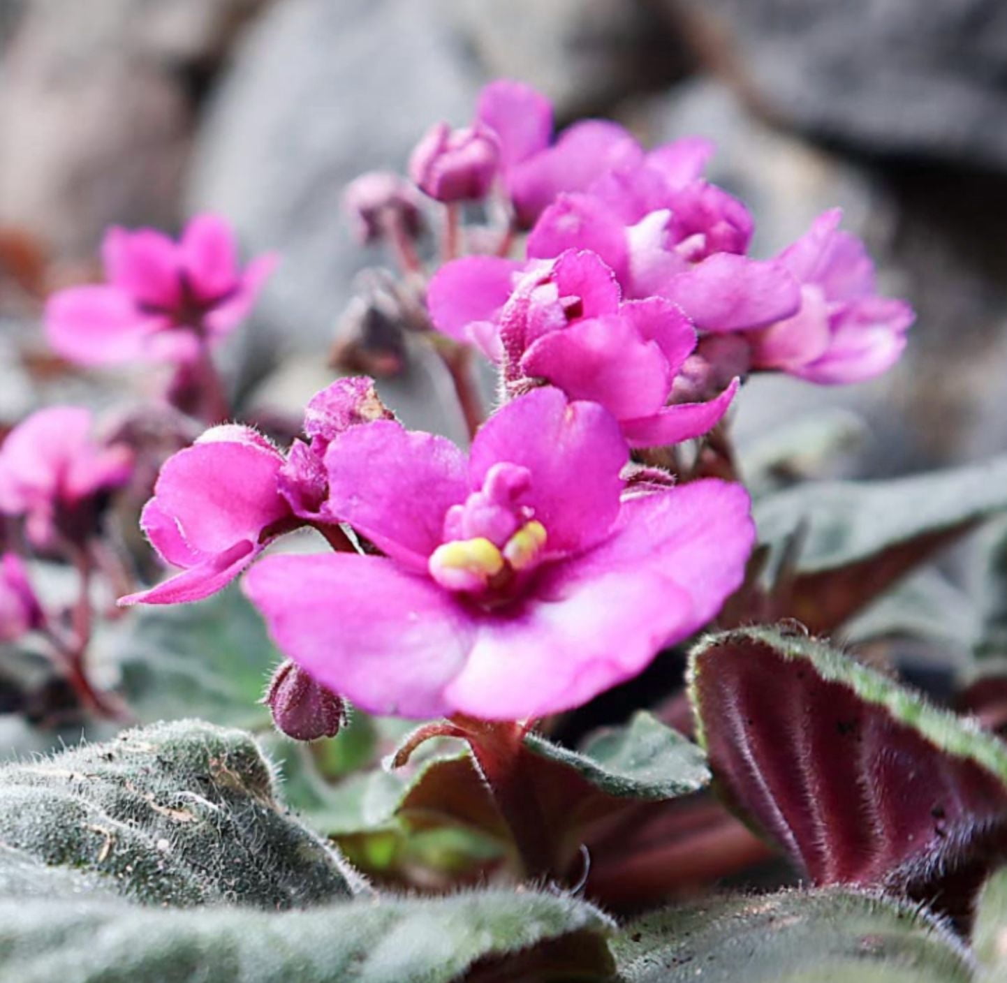 Pink African Violet Live Plant, Indoor Houseplant in 4'' Pot, Vibrant African Violet Flowers Ready to Grow 3-5 Inch Tall