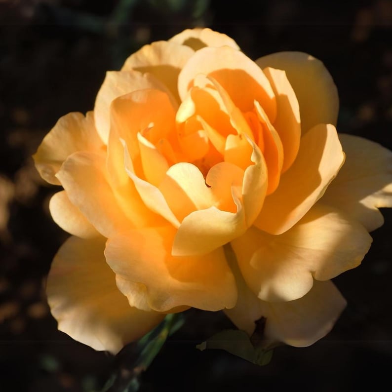 30 Honey Rose Seeds, Perennial Flower Mix, for Late Winter to Early Spring Planting