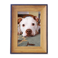 thumbnail image 1 of White Bulldog Pet Animal Picture Photo Frame Exhibition Display Art Desktop Painting, 1 of 3