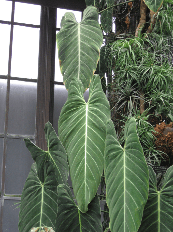 Philodendron Melanochrysum Live Plant, 5–9 Inch Tall Tropical Houseplant Starter, Velvety Dark Green Foliage for Indoor Growing
