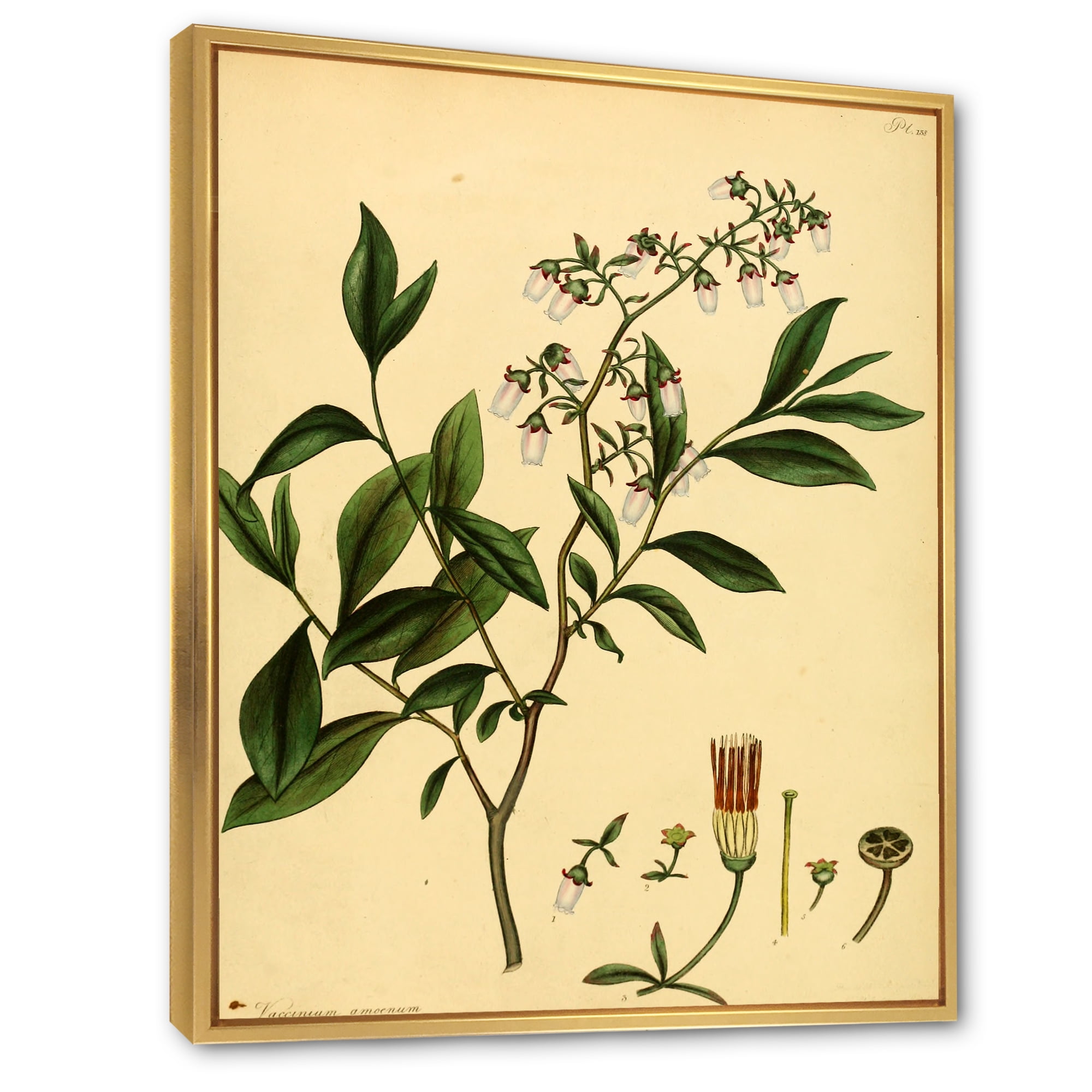 Designart 'Ancient Plant Life V' Traditional Framed Canvas Wall Art Print