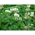 thumbnail image 4 of White Clover Seed by Eretz 5lb - CHOOSE SIZE! Premium Willamette Valley, Oregon Grown Non-GMO Seeds, No Coatings, No Weed Seeds, 4 of 8