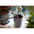 thumbnail image 2 of Miracle-Gro Indoor Plant Food, 236 mL, 2 of 2