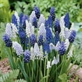 thumbnail image 2 of 36 Muscari Deft Blue Moon Mixture Bulbs - Grape Hyacinth, 2 of 2