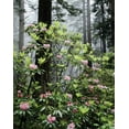 thumbnail image 2 of Talbot Frank, Christopher 26x32 Gold Ornate Wood Framed with Double Matting Museum Art Print Titled - CA Redwood trees with Rhododendron Flowers, 2 of 4