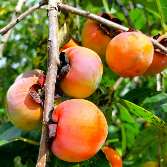 TomorrowSeeds - American Persimmon Tree Seeds - 10  Count - For 2025 Planting Diospyros Virginiana