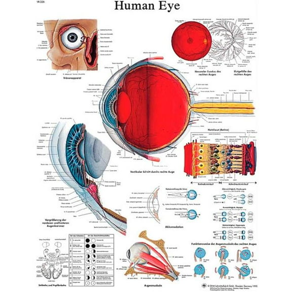 Fabrication B2138133 3B Anatomical Chart - Eye, Paper