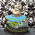 thumbnail image 2 of Dillon, Carol 15x15 Black Ornate Wood Framed with Double Matting Museum Art Print Titled - Chihuahua Pillows I, 2 of 4