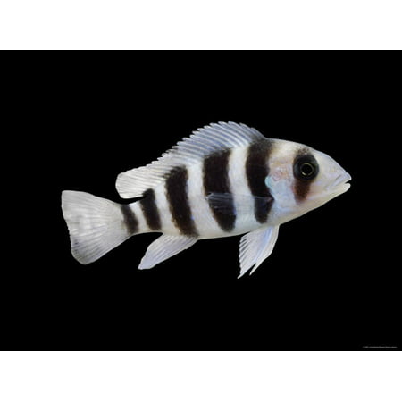 Humphead Cichlid {Cyphotilapia Frontosa) Print Wall Art By Jane (Best Food For Frontosa)