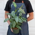 thumbnail image 2 of Philodendron Silver Sword Live Plant for Indoor | Different Houseplants in 4'' & 6'' Pot | Real House Plant for Living Room, Office, Desk & Bathroom | hastatum, 2 of 6