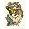 thumbnail image 2 of Emile-Allain Séguy 11x14 Black Ornate Wood Framed Double Matted Museum Art Print Titled: Butterflies, Pl. 9 (1925), 2 of 5