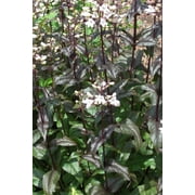 3 Huskers Red Beardtongue Penstemon in 3.5 inch pot