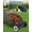 Black, variant on 21-Inch Push Lawn Sweeper Heavy-Duty Steel Frame 4 High-Speed Brushes Adjustable Height 3.5 Cu. Red