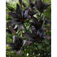 thumbnail image 2 of Bulbes de fleurs Tasc - Lilium Landini, 2 of 2