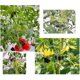 thumbnail image 4 of Promotion!Maojin Clip de plástico seguro para plantas, clips de plástico, clips de soporte para plantas, clips de fijación para plantas de tomate, uva, vid, verduras (100, negro), 4 of 8