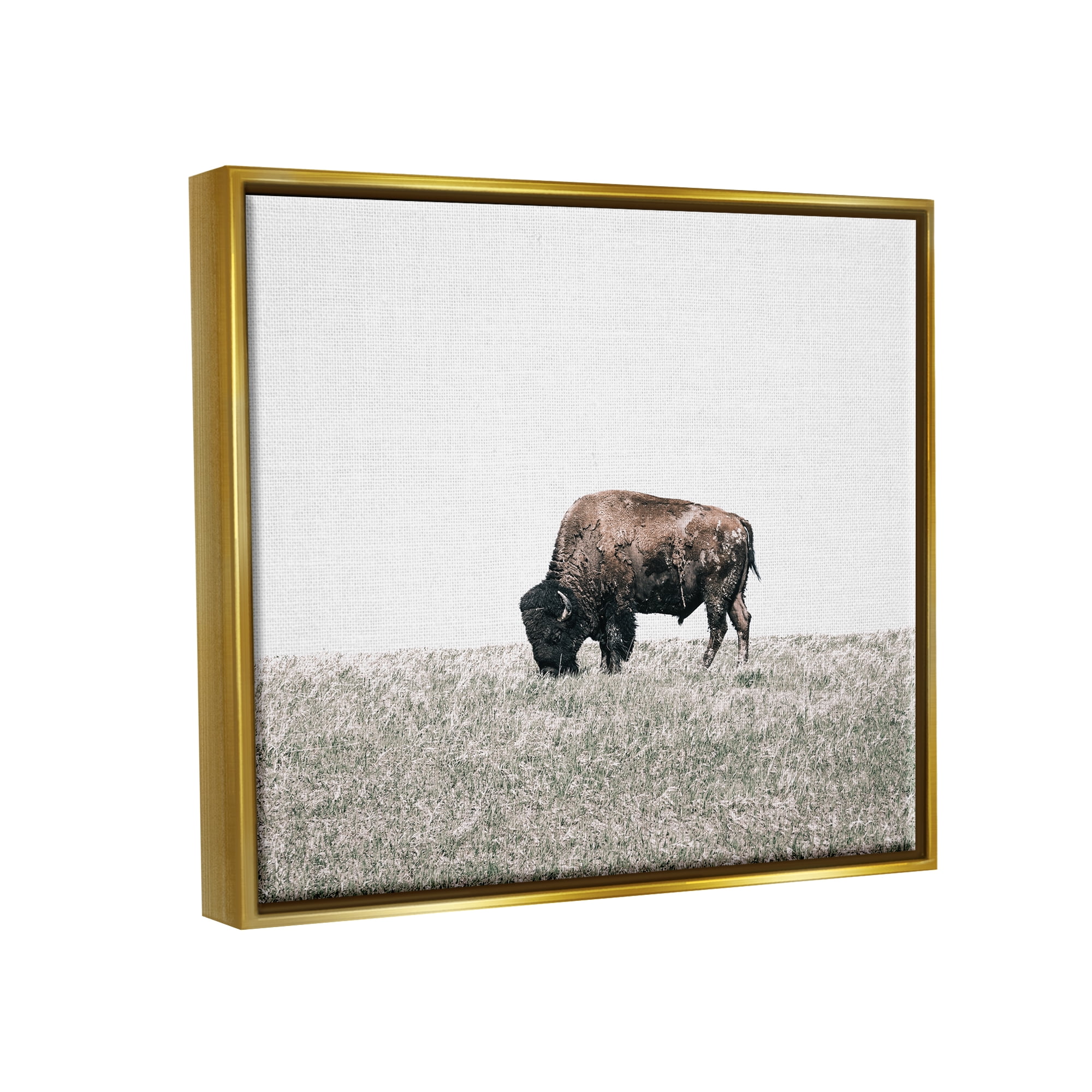 Stupell Industries Buffalo Grazing Pasture Animals & Insects Photography Gold Floater Framed Canvas Art Print Wall Art, 21 x 17
