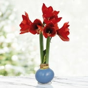 Blue Skies Waxed Amaryllis Flower Bulb with Stand, Grow Real Blooming Indoor Spring Flowers, No Water Needed
