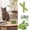 white, variant on Cat dental Chew Sticks, Premium Cat Grass Treats for indoor Cats, Chicken-infused for Palatability, Supports Teeth Cleaning and Hairball Reduction, 10 Piece 50G Container