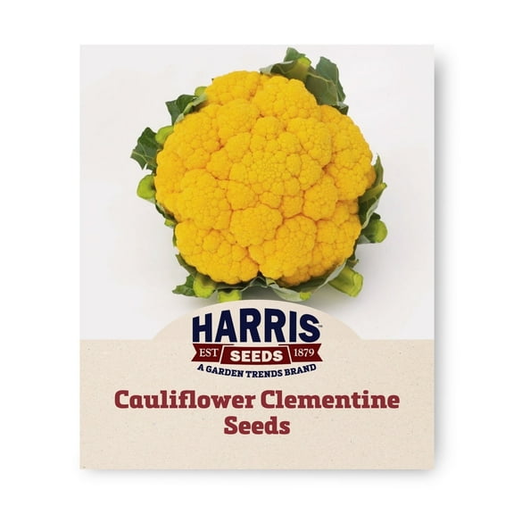 Harris Seeds - Treated Cauliflower Clementine F1 Seeds - Deep Orange Color - 1000 Seeds