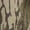 Mossy Oak Greenleaf, variant on Rogers Men's Camo Brute Zip Hoodie Jacket