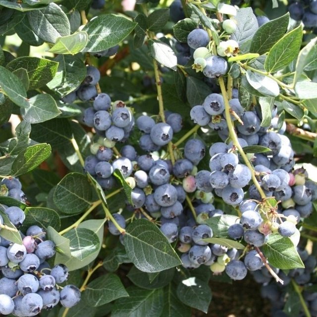 Top Hat Blueberry Bush Very Cold Hardy Blueberry Shrub 3P