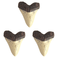 thumbnail image 1 of 3 piezas de 5 pulgadas de resina con dientes de tiburón para decoración del hogar, fósil de dientes de tiburón beige para niños, 1 of 2
