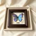 thumbnail image 6 of Feledorashia Shadow Box Frame, Specimen Display Frame, Deep Hollow Display for Dried Flowers Keepsakes Photos and Crafts, MDF Frame with Clear Glass Window Back Support and Layered Border, 6 of 6