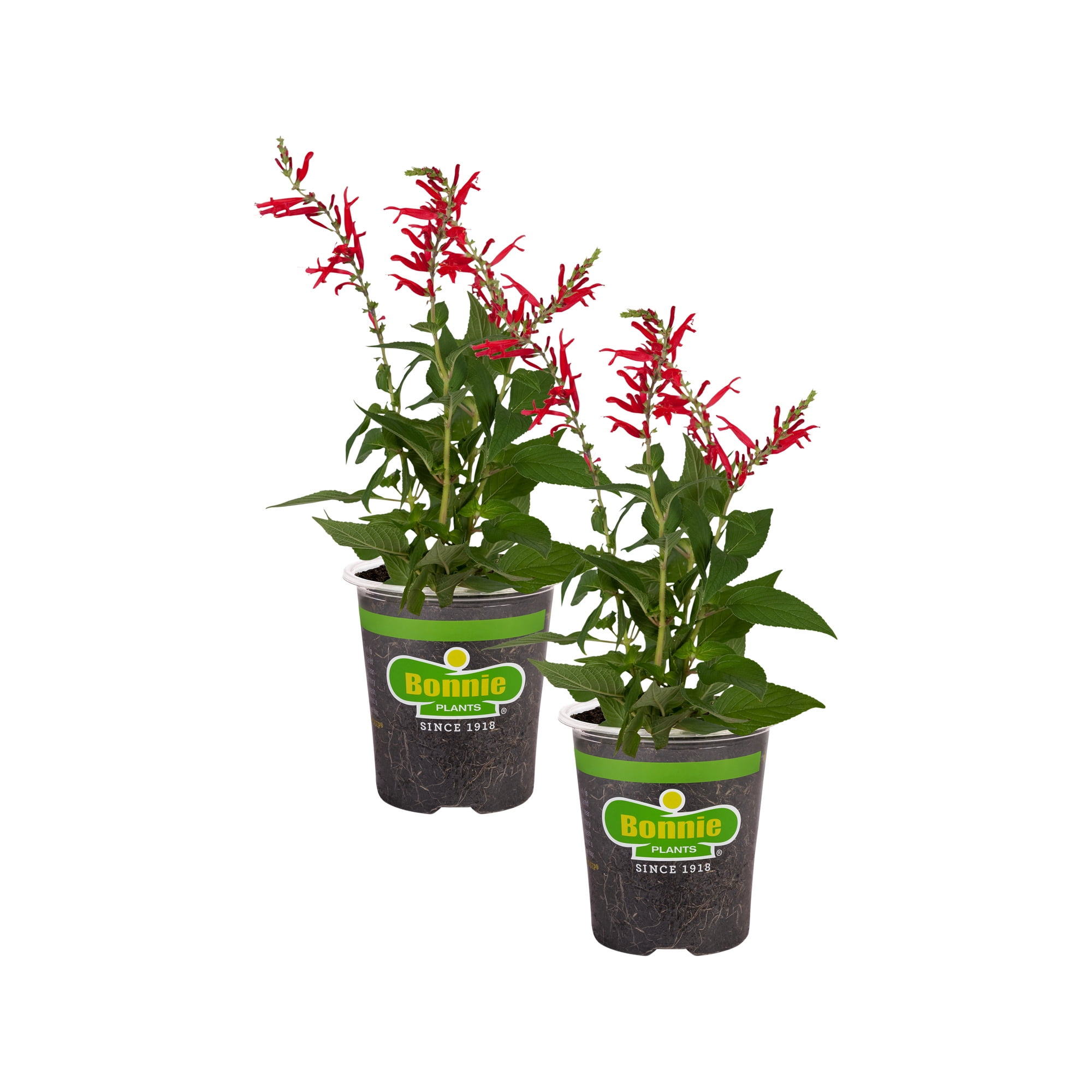 Bonnie Plants Pineapple Sage 19.3 oz. 2Pack
