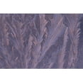 thumbnail image 2 of Carlson, Mark 14x11 White Modern Wood Framed Museum Art Print Titled - USA, Michigan, Feathery frost patterns on window, 2 of 4